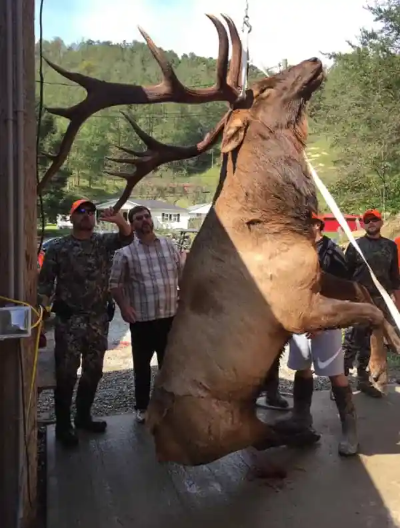 Elk Hunting