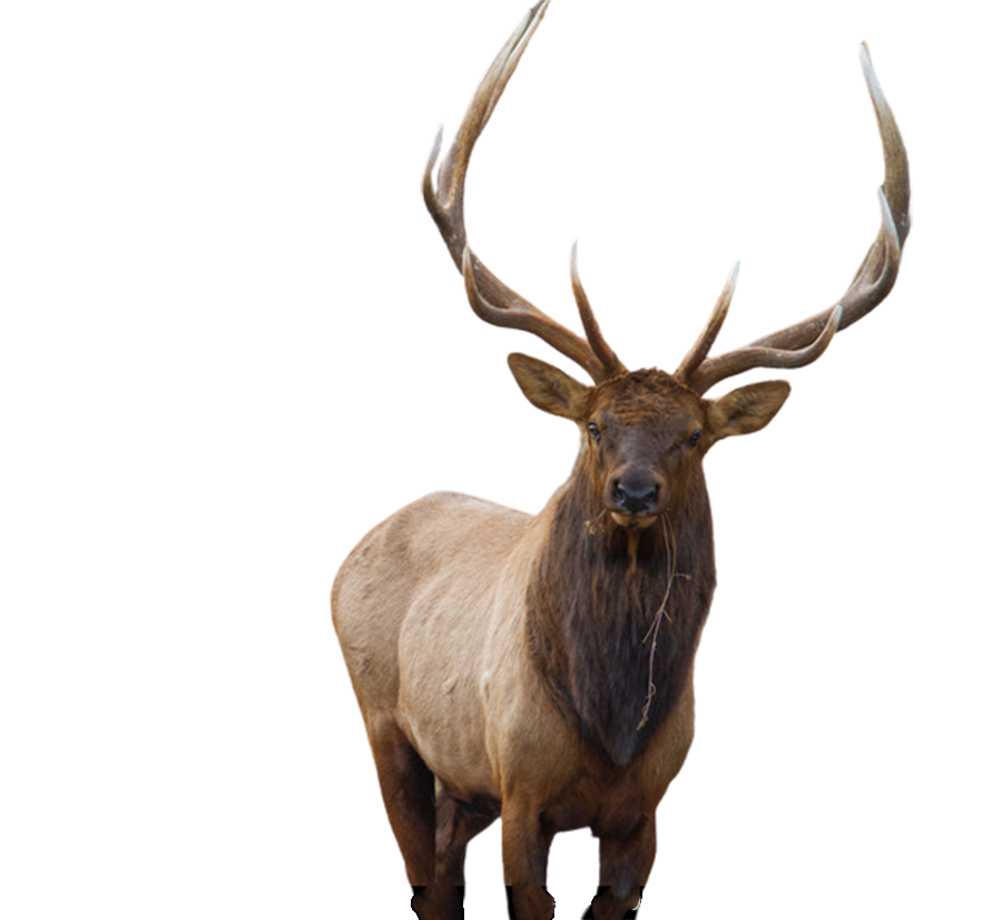Hunting Big Elk Service