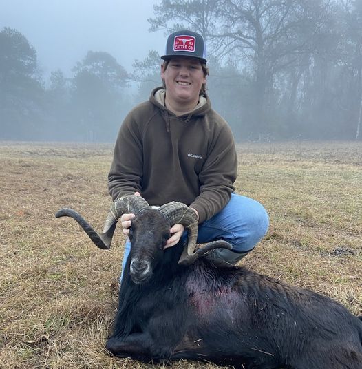 Ram Hunting in Texas